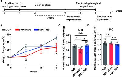 Repetitive Transcranial Magnetic Stimulation (rTMS) Improves the Gait Disorders of Rats Under Simulated Microgravity Conditions Associated With the Regulation of Motor Cortex